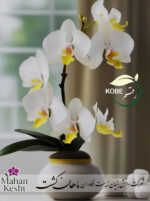 Orchid Phalaenopsis KOBE - Image 2