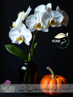 Orchid Phalaenopsis KOBE - Image 3