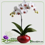 Orchid Phalaenopsis HONG KONG - Image 2