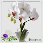 Orchid Phalaenopsis HONG KONG