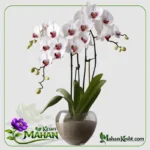 Orchid Phalaenopsis HONG KONG - Image 3
