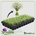 نشاء گل عروس (ژیپسوفیلا) نشا گل عروس