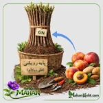 پایه رویشی GN