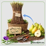 پایه رویشی پیرودوارف Pyrodwarf  (پیش خرید)