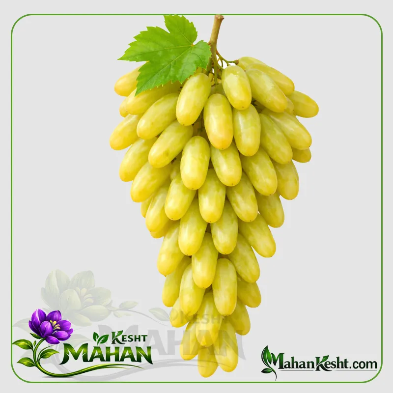 نهال انگور لامبورگینی