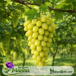 White Ruby Grape - Image 2