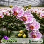 ارکیده سفید خالدار - تصویر 2