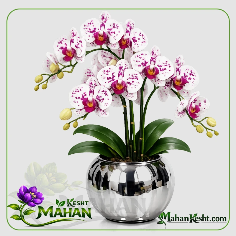 ارکیده سفید خالدار ارکیده سفید