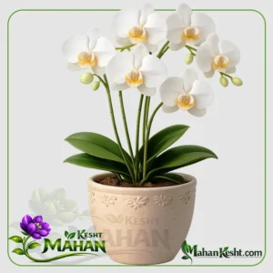 ارکیده سفید وسط زرد ارکیده سفید