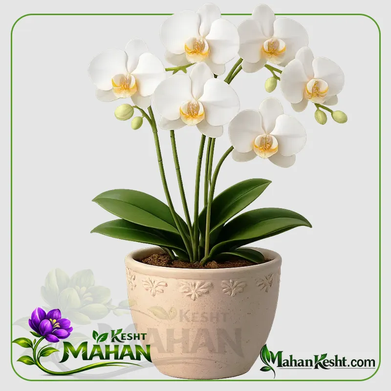 ارکیده سفید وسط زرد ارکیده سفید