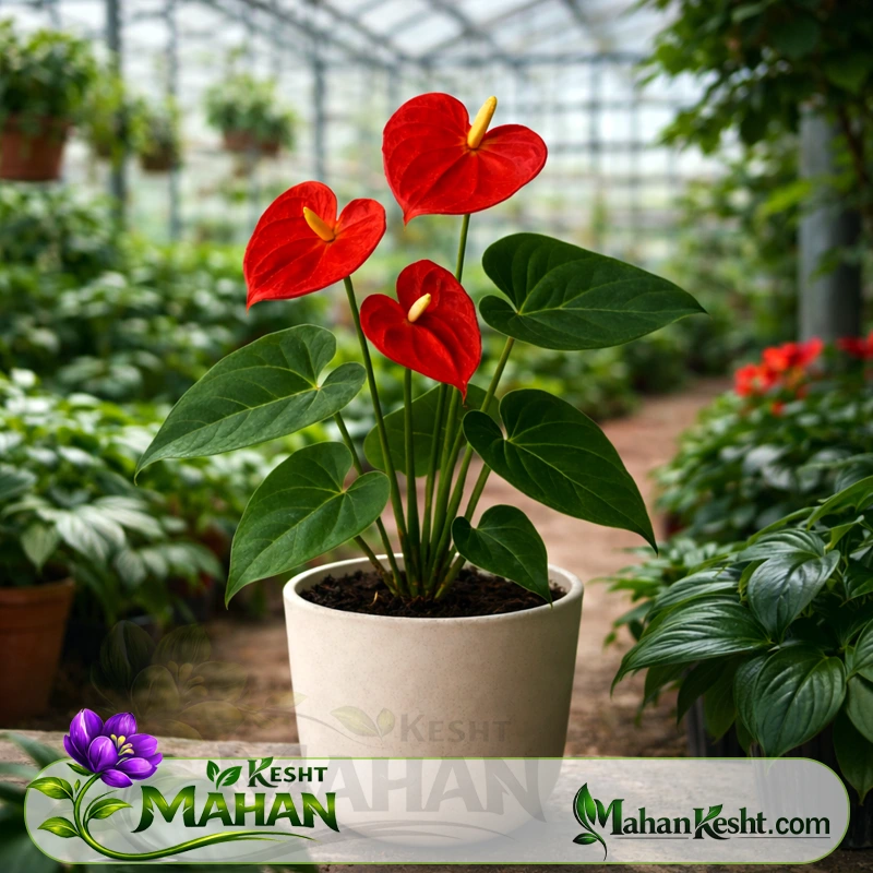 گل آنتوریوم (Anthurium)