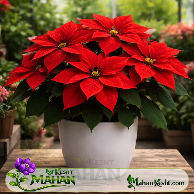 بنت قنسول قرمز Poinsettia