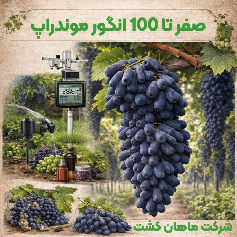 صفر تا 100 انگور موندراپ
