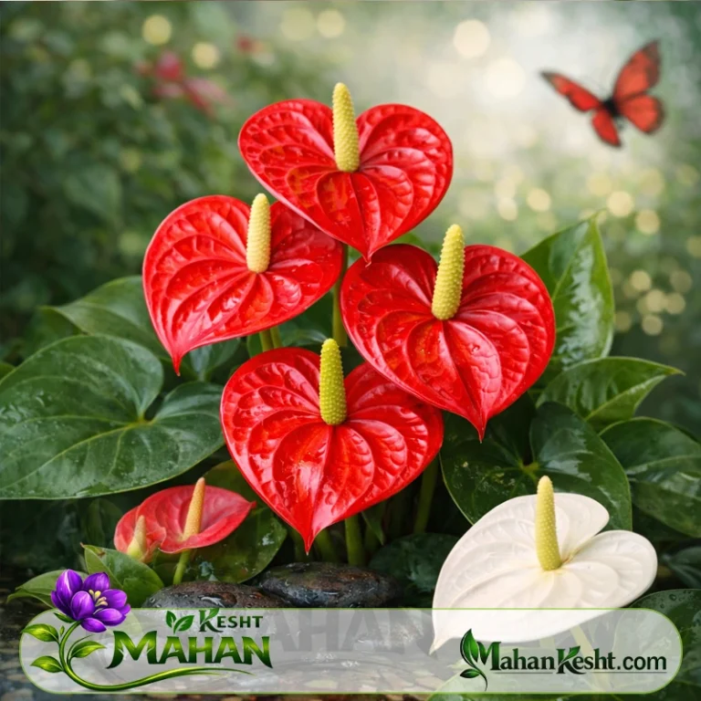 همه چیز در مورد آنتوریوم