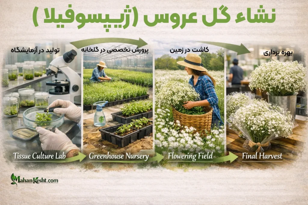 نشا گل عروس