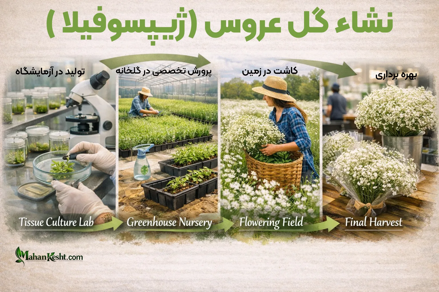 نشا گل عروس