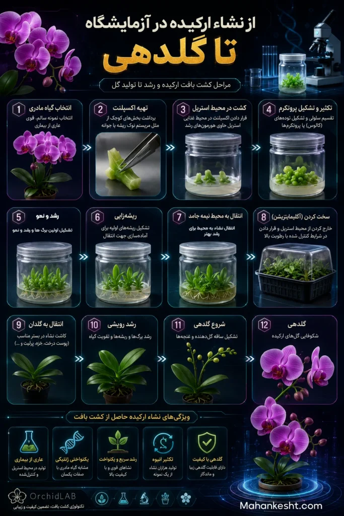 نشا گل ارکیده